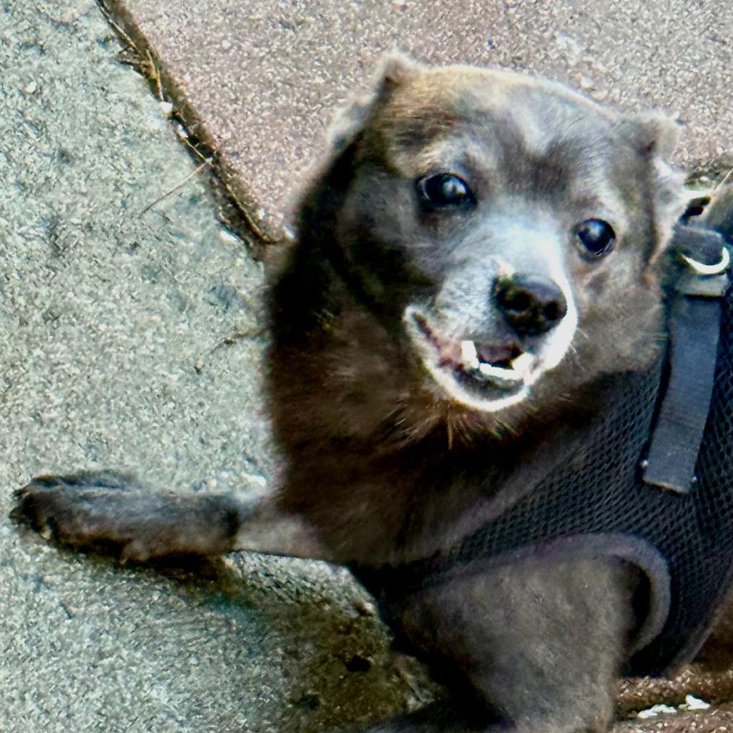 Enlarge Edward, a Adoptable Chihuahua in New Fairfield, CT image 5/6