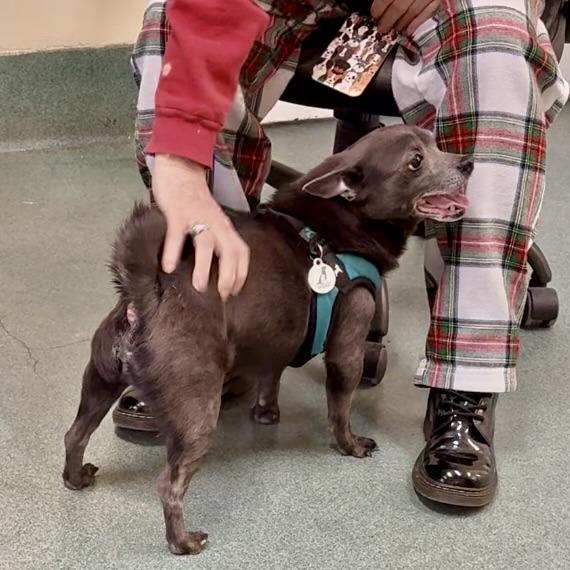 Enlarge Edward, a Adoptable Chihuahua in New Fairfield, CT image 6/6