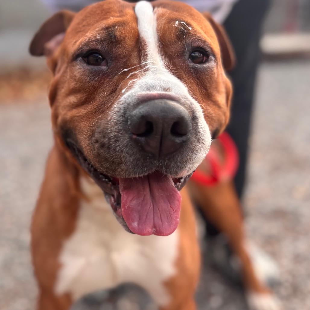 Banana Kablamma, Adoptable, Adult Male Pit Bull Terrier.