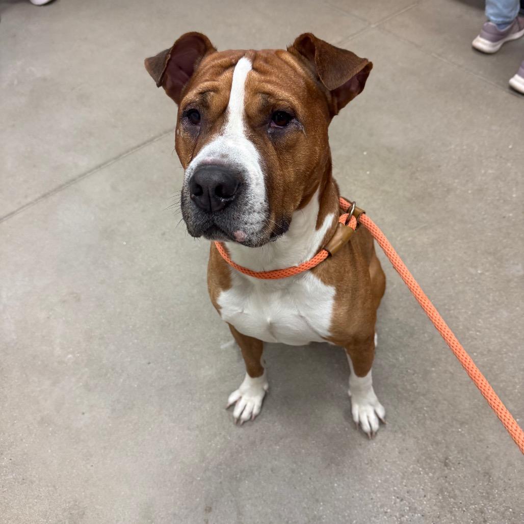 Enlarge Banana Kablamma, a Adoptable Pit Bull Terrier in York, PA image 2/6
