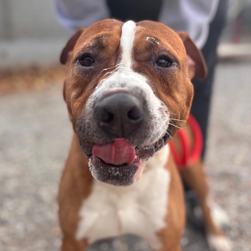 Enlarge Banana Kablamma, a Adoptable Pit Bull Terrier in York, PA image 3/6