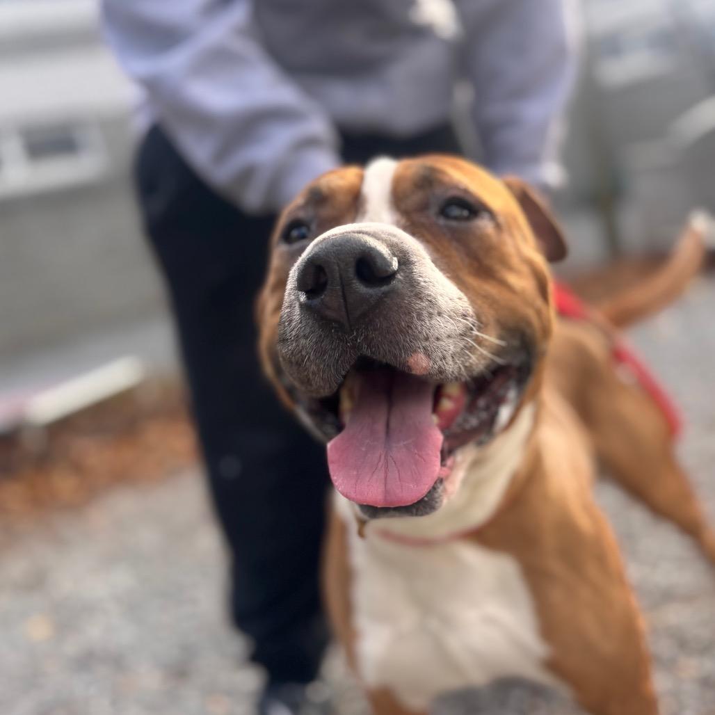 Enlarge Banana Kablamma, a Adoptable Pit Bull Terrier in York, PA image 4/6