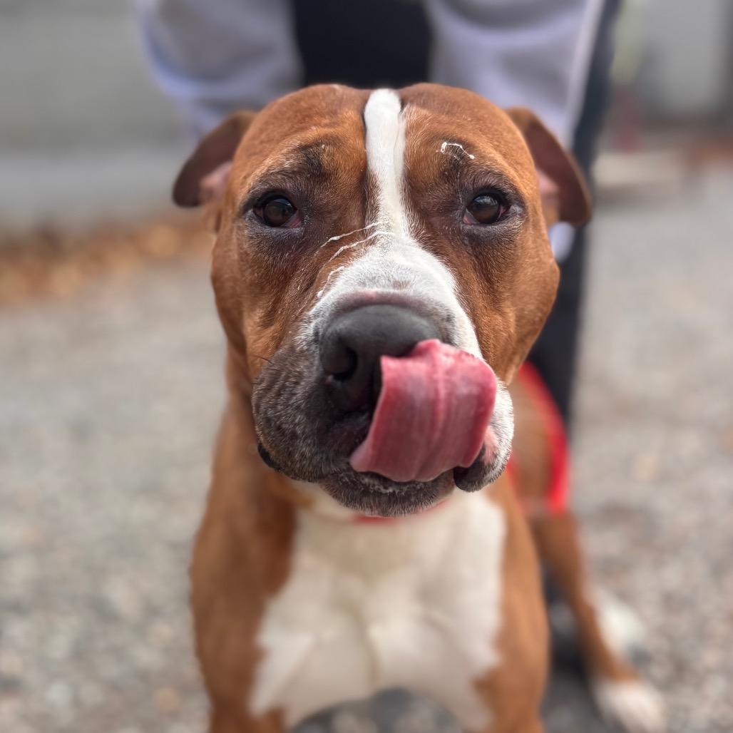 Enlarge Banana Kablamma, a Adoptable Pit Bull Terrier in York, PA image 5/6