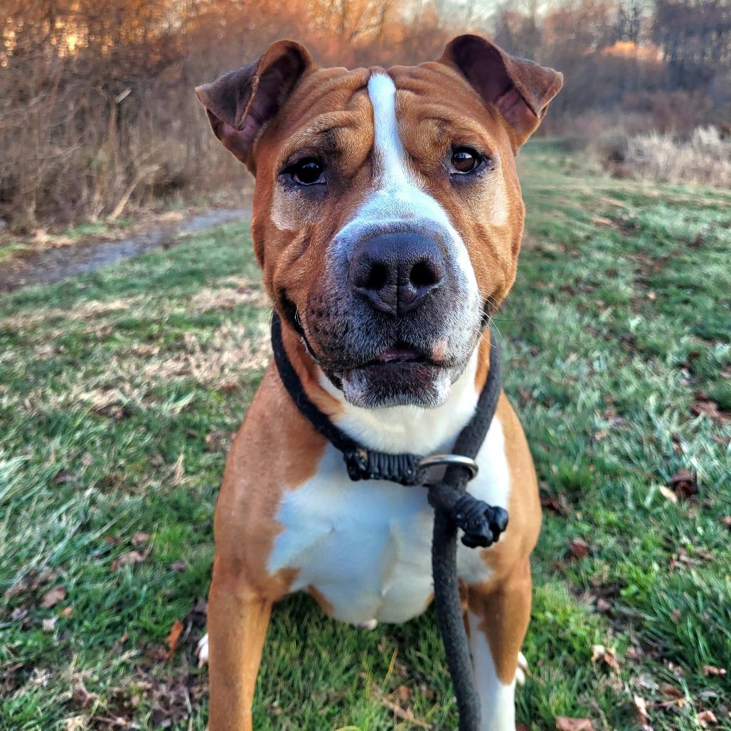 Enlarge Banana Kablamma, a Adoptable Pit Bull Terrier in York, PA image 6/6