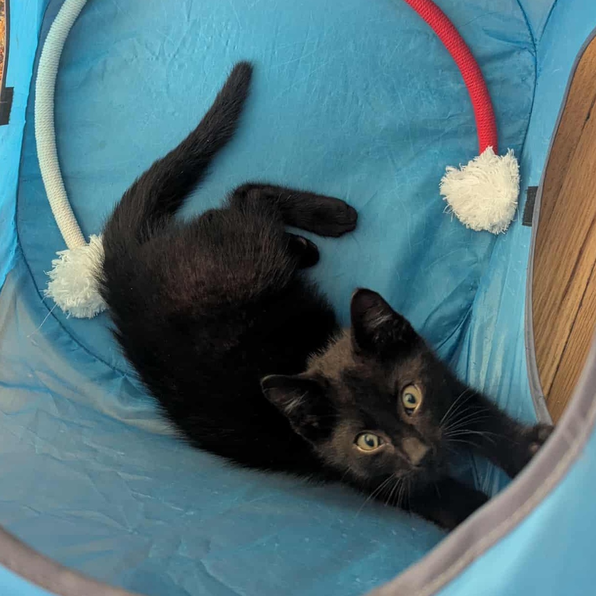 Jellybean – A Purr-Fect Little Lovebug, a Adoptable Domestic Short Hair in Hamilton, ON image 3/3