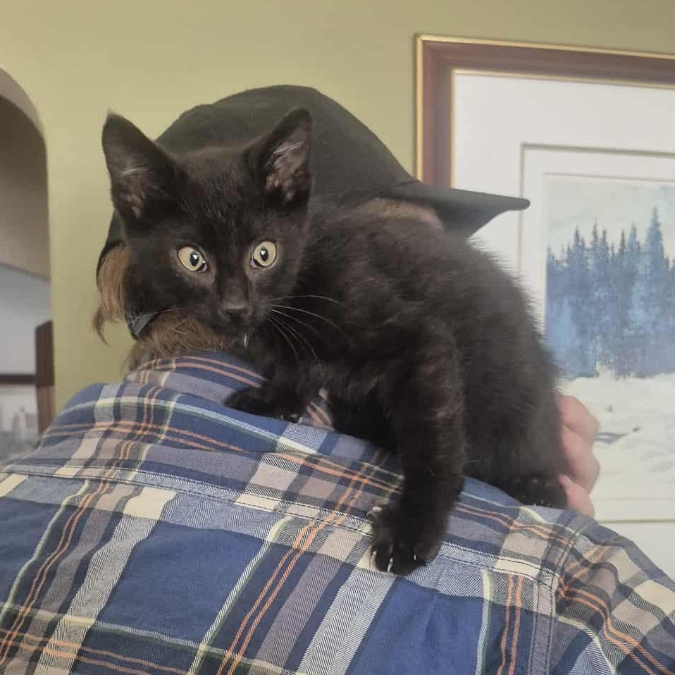 Jellybean – A Purr-Fect Little Lovebug, a Adoptable Domestic Short Hair in Hamilton, ON image 2/3