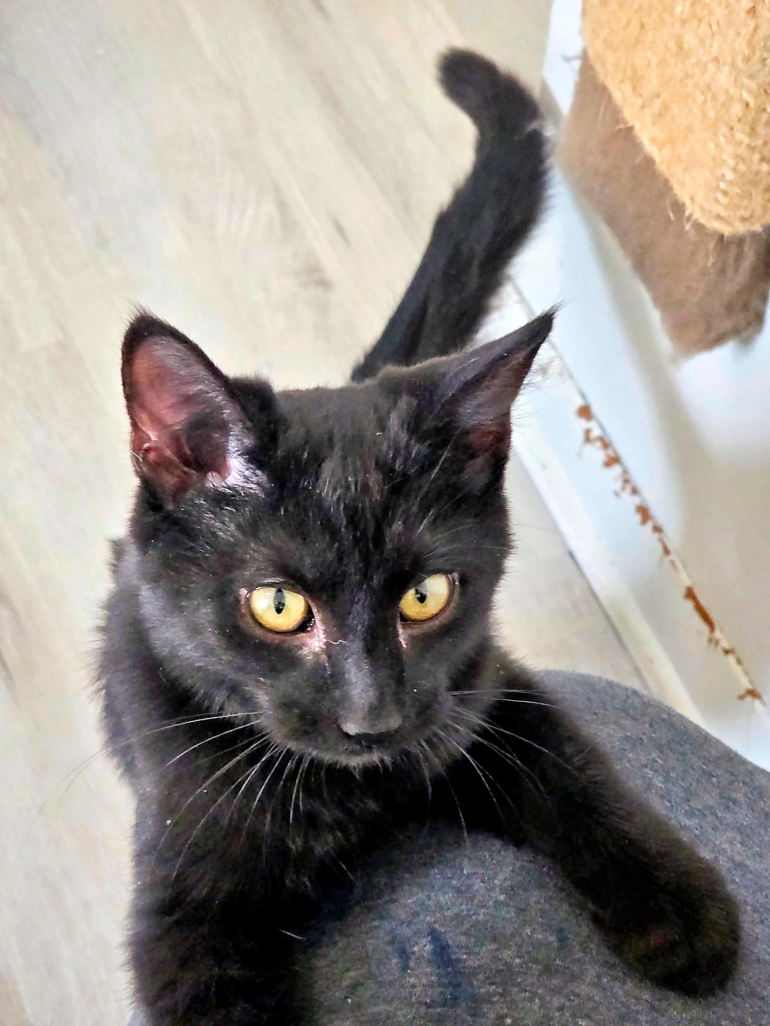 Enlarge Brownie, a ADOPTABLE Domestic Short Hair in Pittsburgh, PA image 1/1
