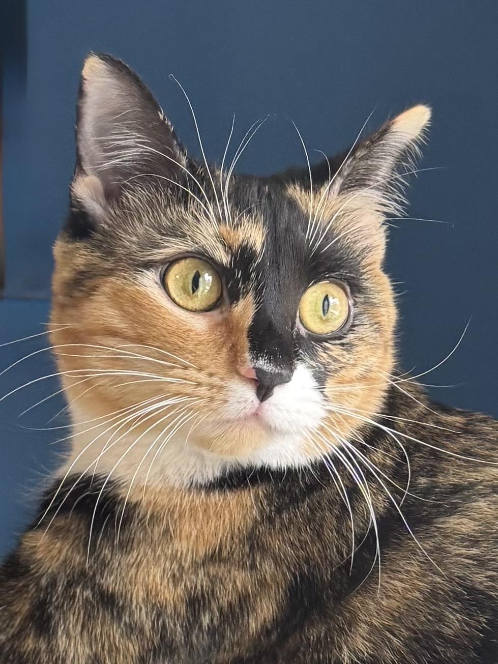 Enlarge Jade, a ADOPTABLE Tortoiseshell in Frederick, MD image 1/1