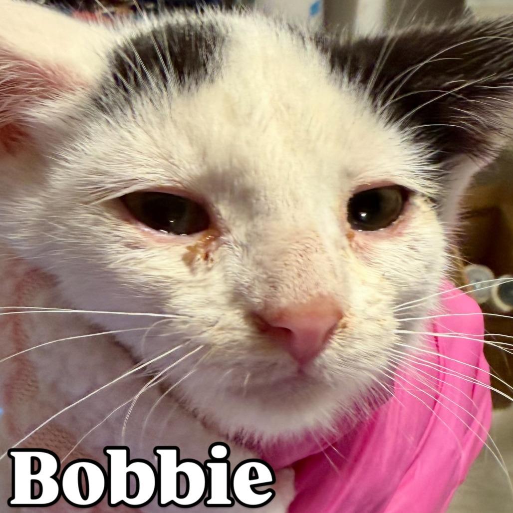 Enlarge Bobbie Silverman, a Adoptable Domestic Short Hair in Eagle Mountain, UT image 1/4