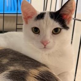 Enlarge Bobbie Silverman, a Adoptable Domestic Short Hair in Eagle Mountain, UT image 2/4