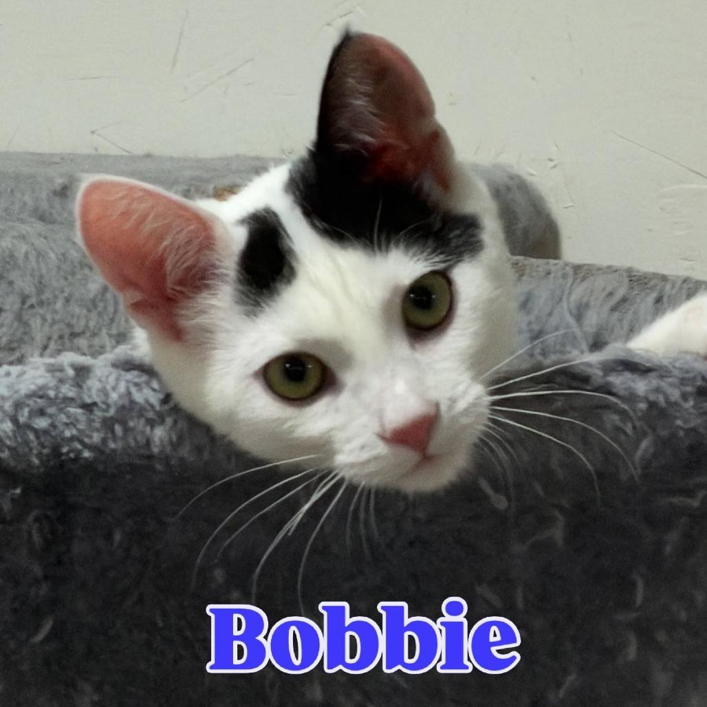 Enlarge Bobbie Silverman, a Adoptable Domestic Short Hair in Eagle Mountain, UT image 3/4