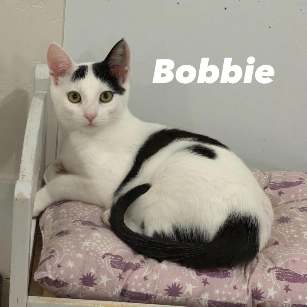 Enlarge Bobbie Silverman, a Adoptable Domestic Short Hair in Eagle Mountain, UT image 4/4