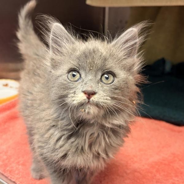 Freya — thumbnail 2