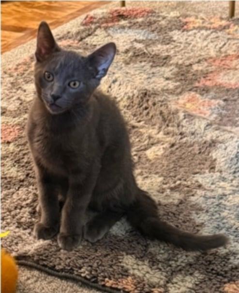 Ross – Dashing Gray Goofball with a Soft Spot