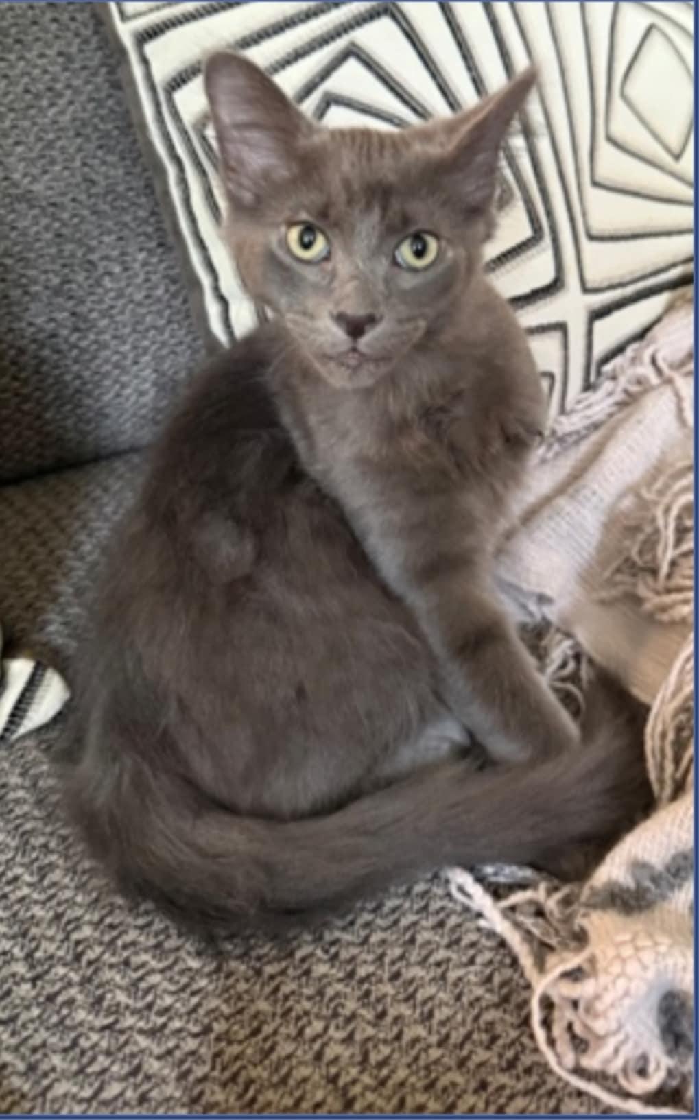 Ross – Dashing Gray Goofball with a Soft Spot