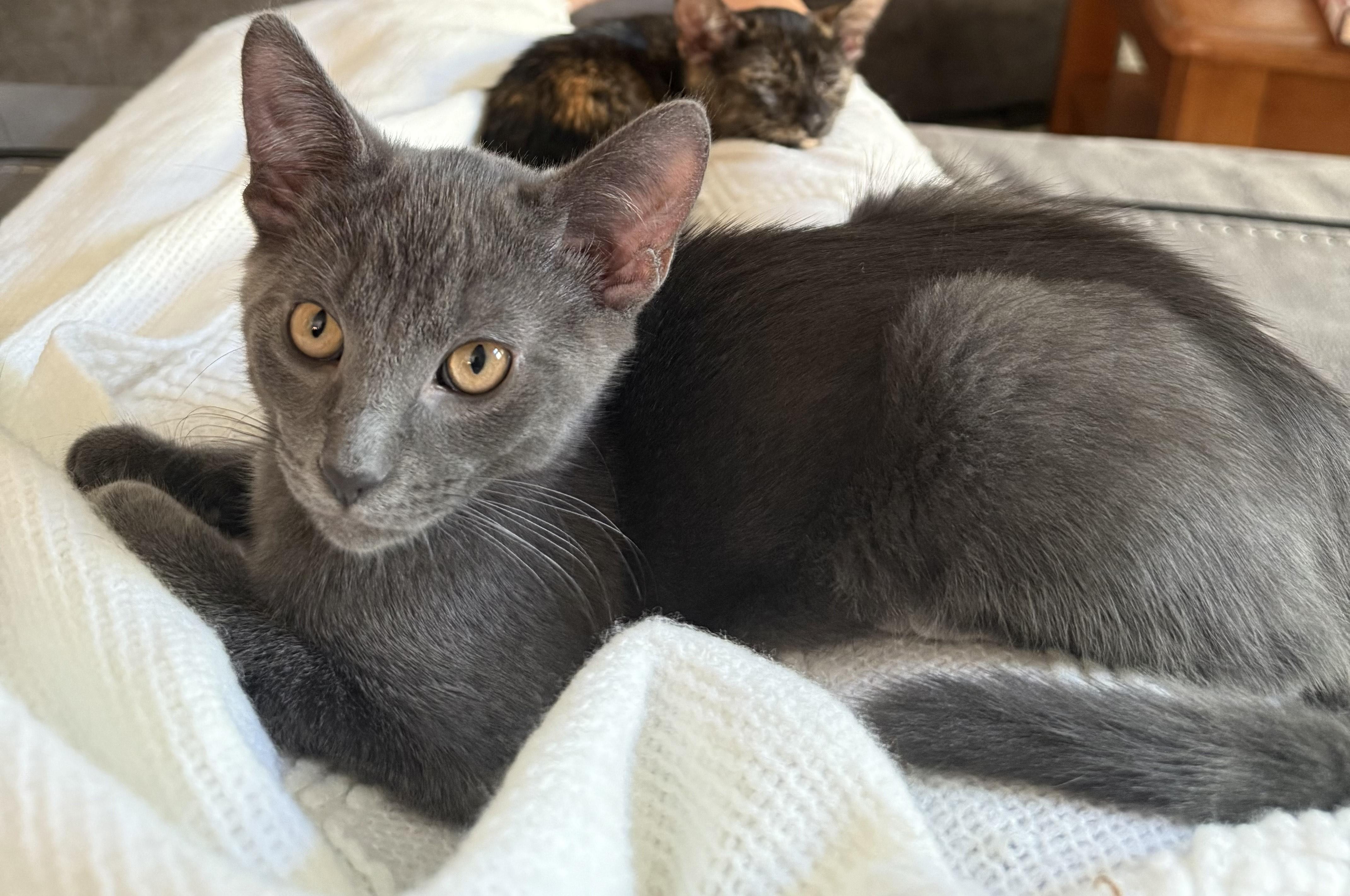 Ross – Dashing Gray Goofball with a Soft Spot
