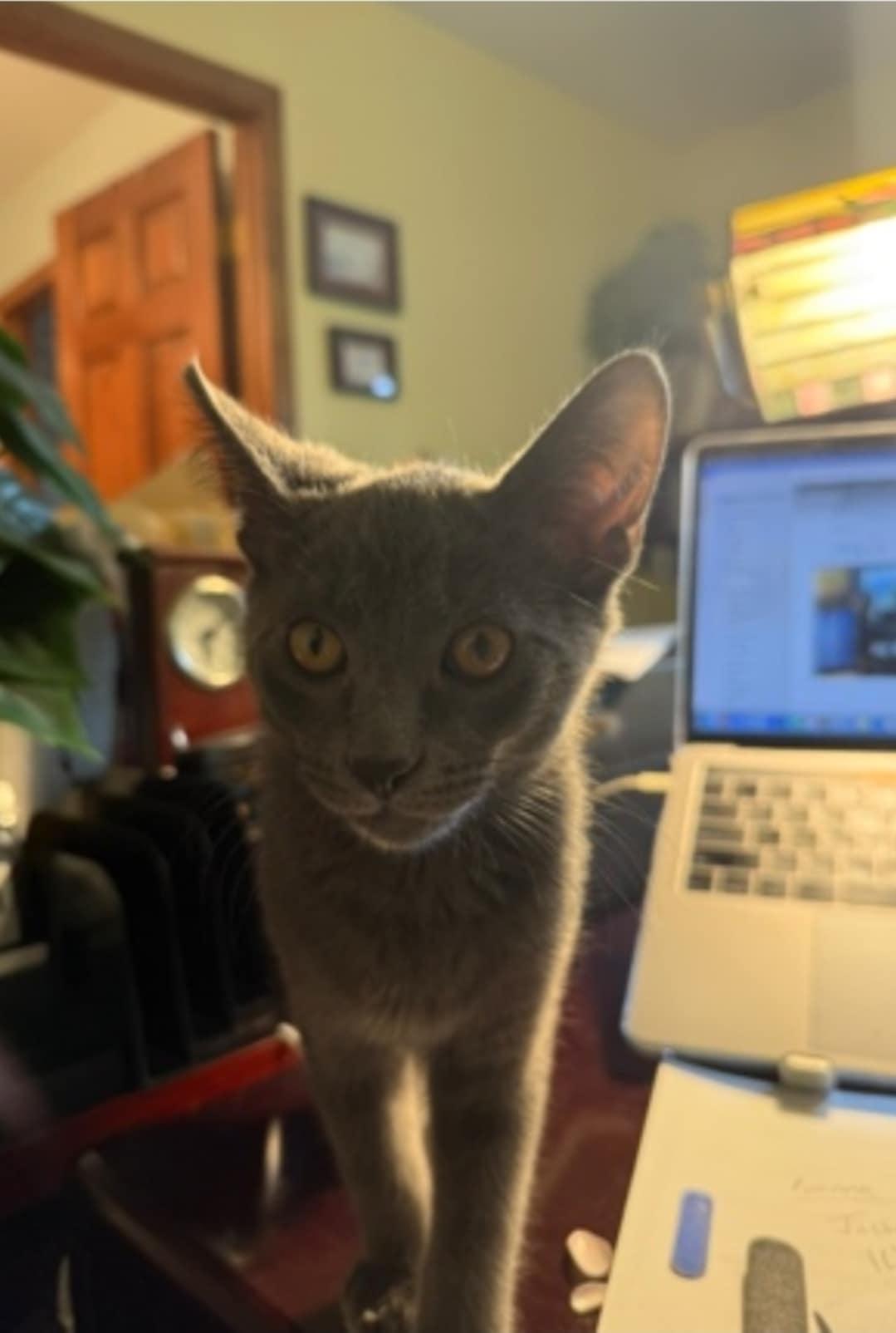 Ross – Dashing Gray Goofball with a Soft Spot