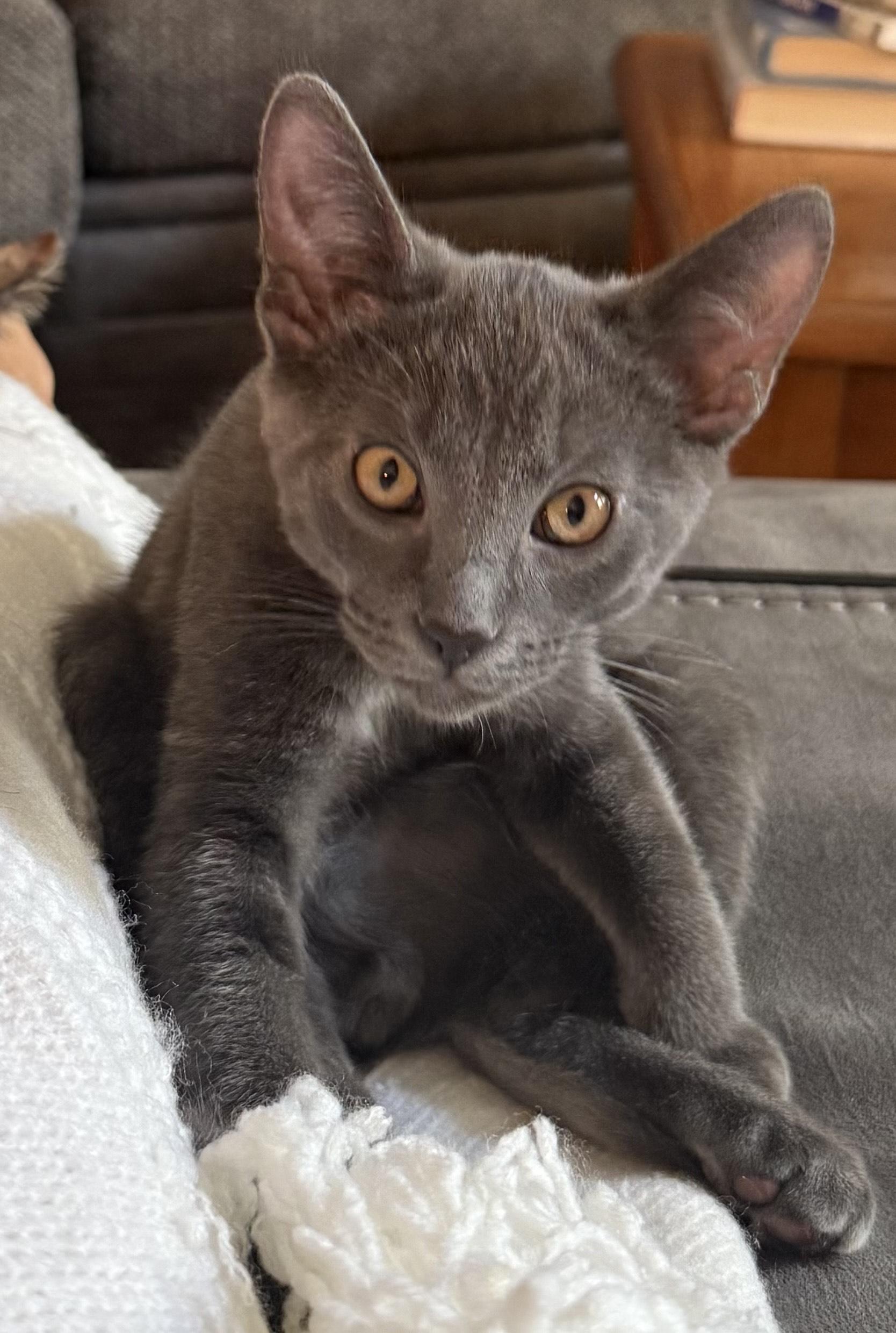 Ross – Dashing Gray Goofball with a Soft Spot
