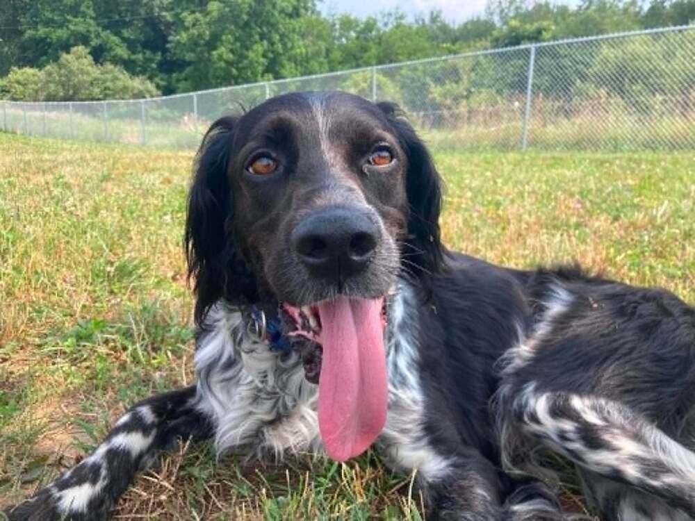 Enlarge Available for Adoption - Morgan (MI, USA), a Adoptable English Setter in Delton, MI image 5/6