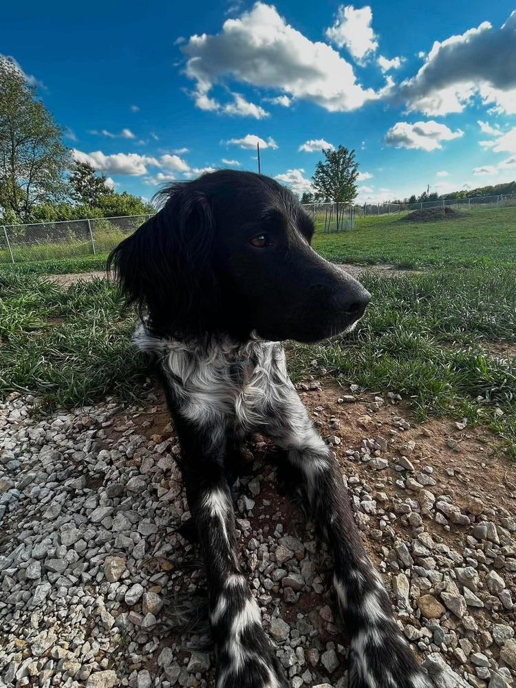 Enlarge Available for Adoption - Morgan (MI, USA), a Adoptable English Setter in Delton, MI image 2/6