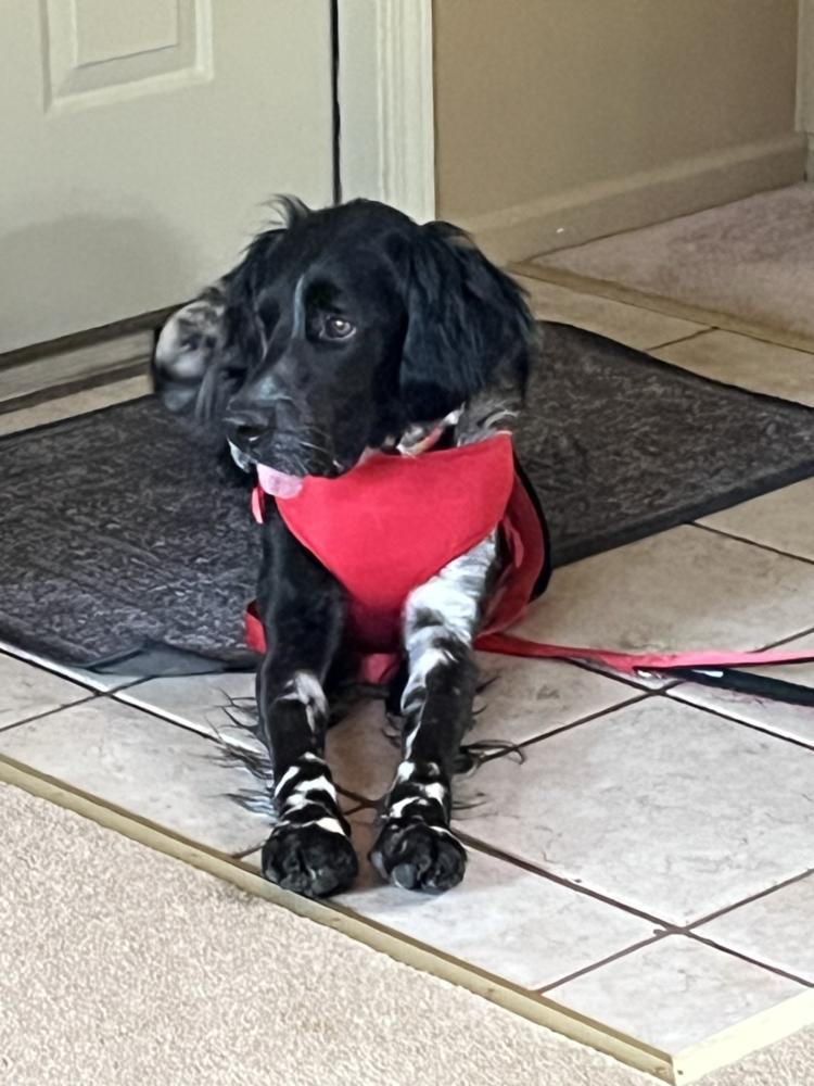 Available for Adoption - Morgan (MO, USA), Adoptable, Young Male English Setter.
