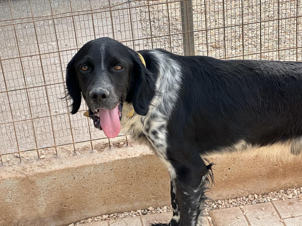 Enlarge Available for Adoption - Morgan (MO, USA), a Adoptable English Setter in Oregon, MO image 2/6