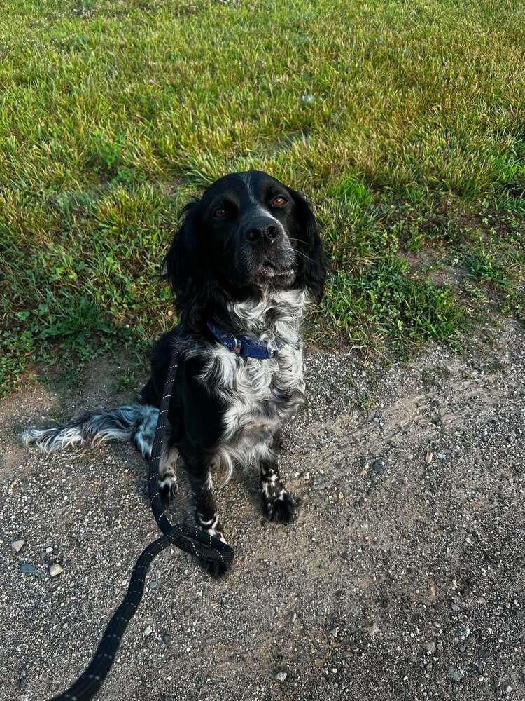 Enlarge Available for Adoption - Morgan (MI, USA), a Adoptable English Setter in Delton, MI image 4/6