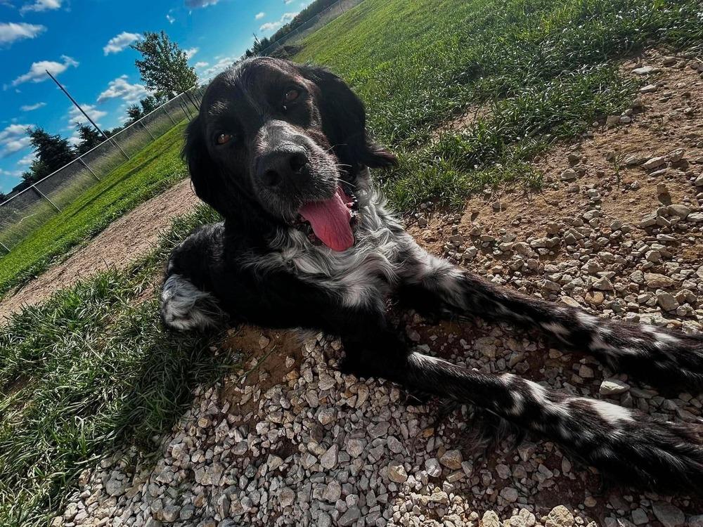 Enlarge Available for Adoption - Morgan (MI, USA), a Adoptable English Setter in Delton, MI image 3/6