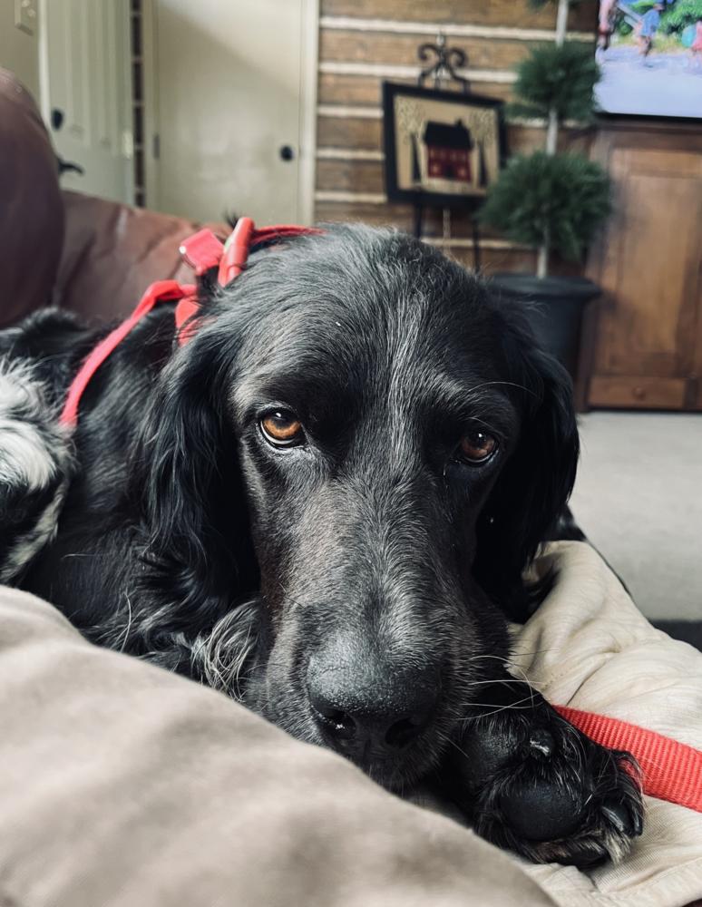 Enlarge Available for Adoption - Morgan (MO, USA), a Adoptable English Setter in Oregon, MO image 3/6