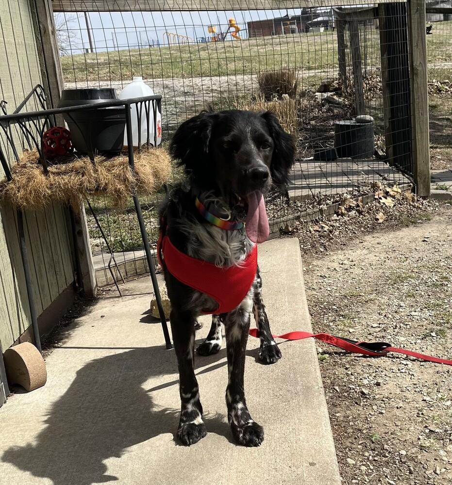 Enlarge Available for Adoption - Morgan (MO, USA), a Adoptable English Setter in Oregon, MO image 4/6