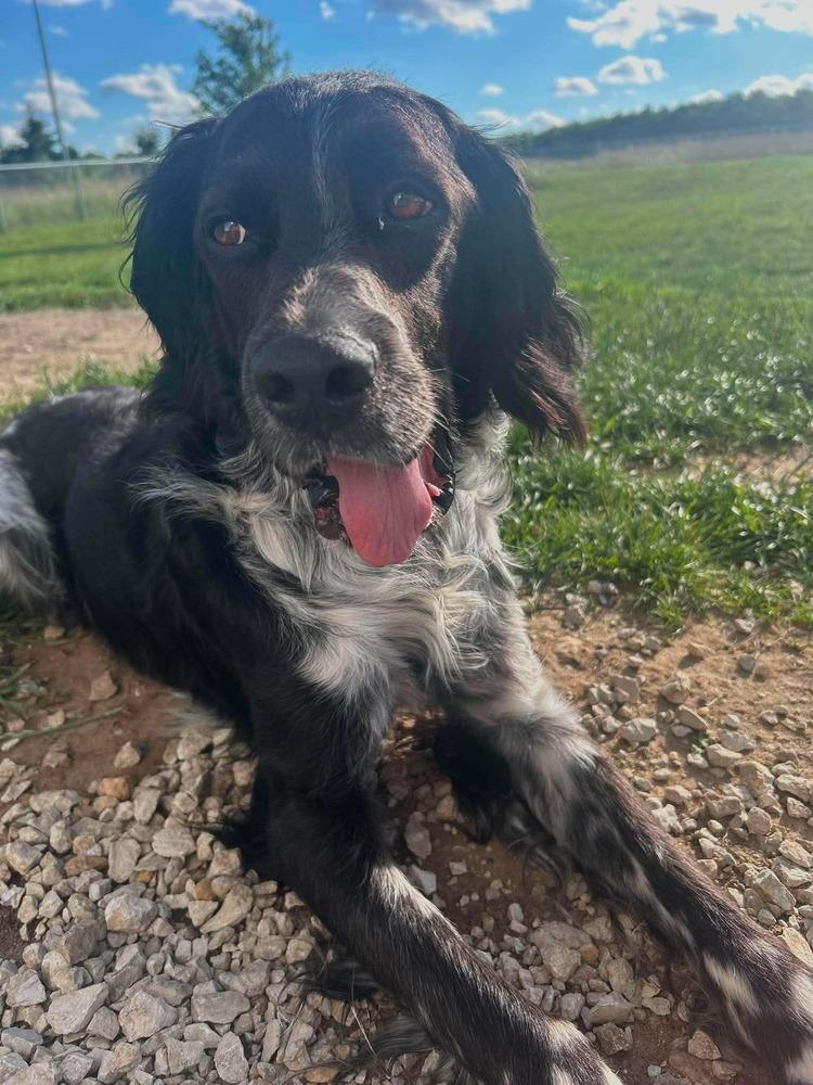 Enlarge Available for Adoption - Morgan (MI, USA), a Adoptable English Setter in Delton, MI image 1/6