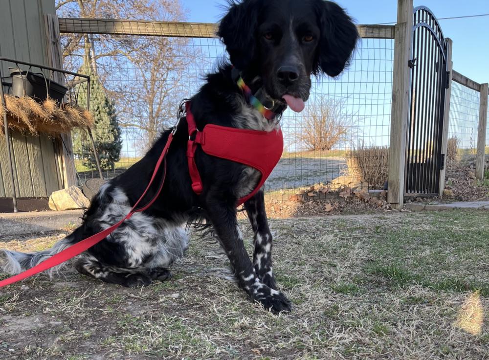 Enlarge Available for Adoption - Morgan (MO, USA), a Adoptable English Setter in Oregon, MO image 5/6