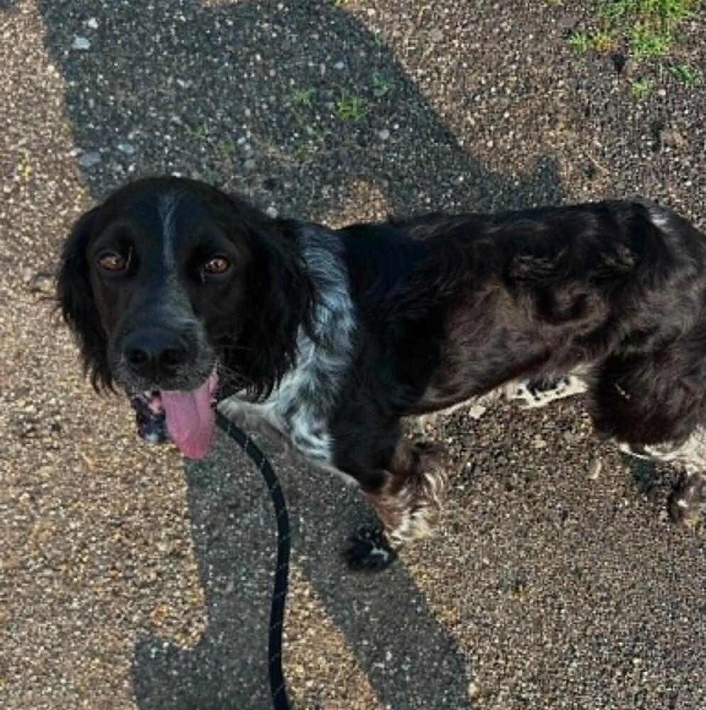 Enlarge Available for Adoption - Morgan (MI, USA), a Adoptable English Setter in Delton, MI image 6/6