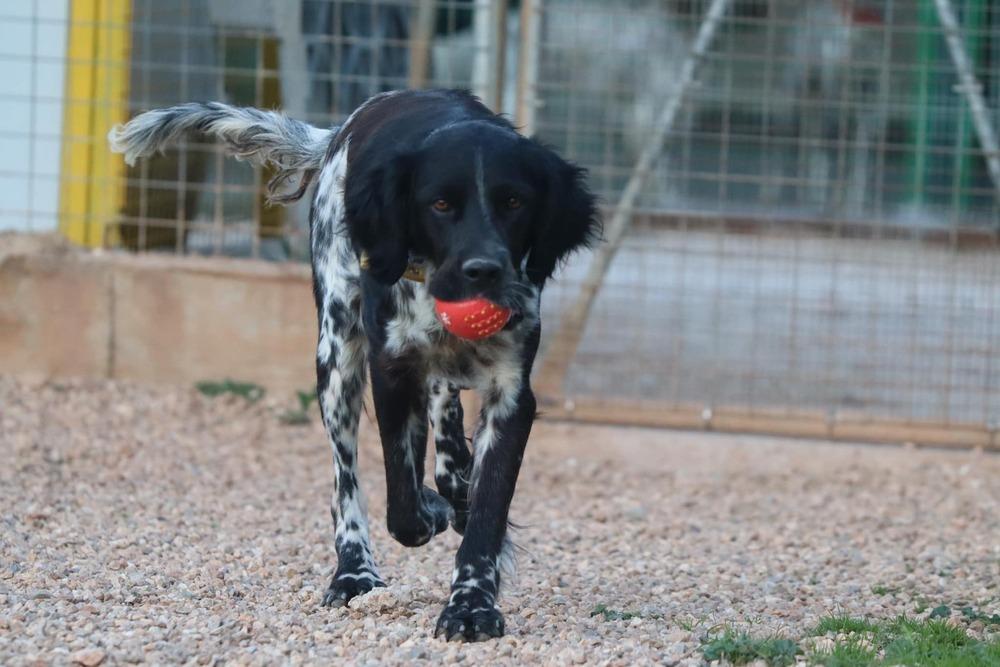Enlarge Available for Adoption - Morgan (MO, USA), a Adoptable English Setter in Oregon, MO image 6/6