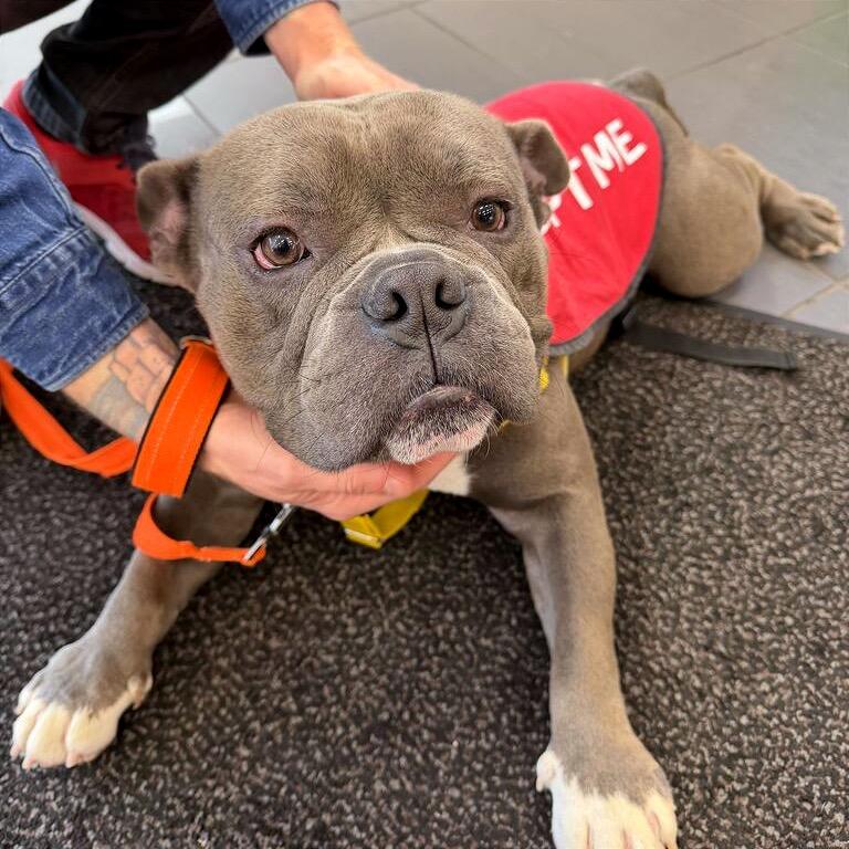 Tennessee, Adoptable, Adult Male Mixed Breed.