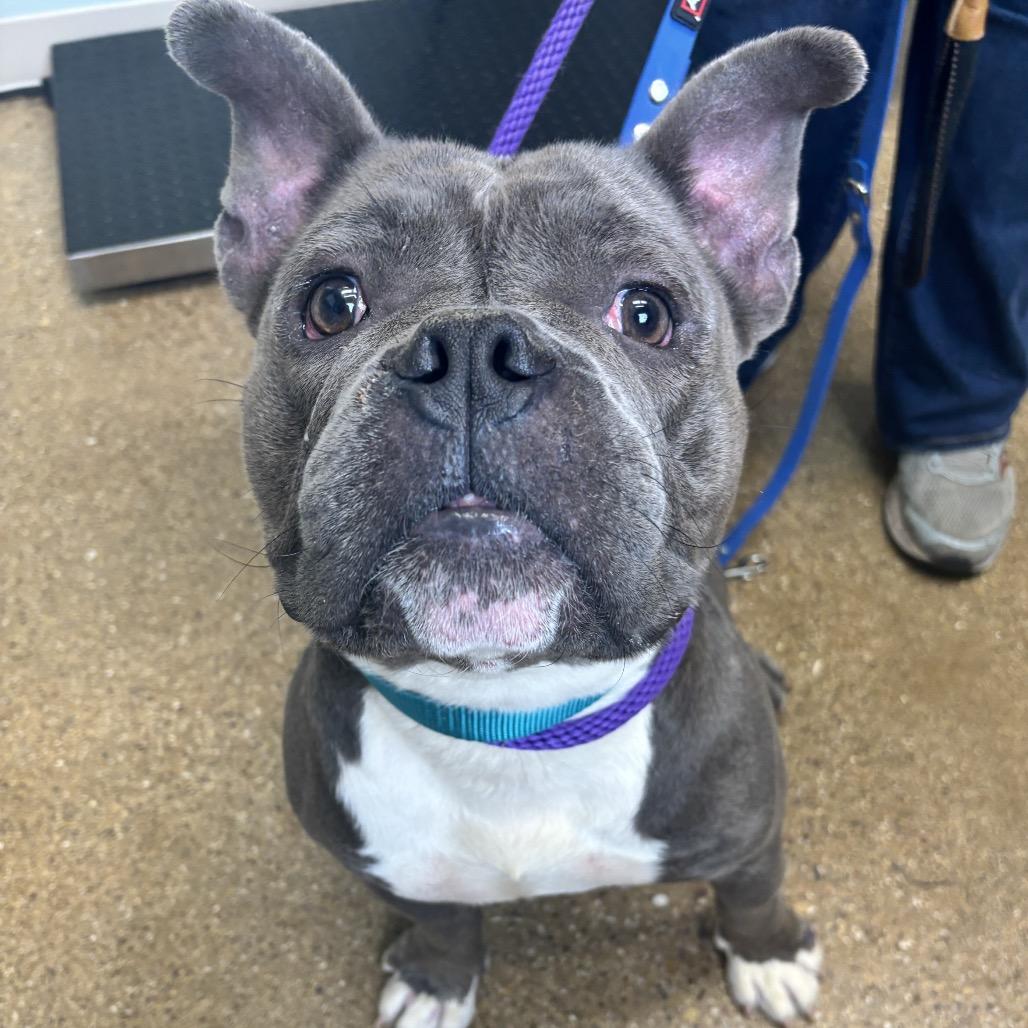 Tennessee, Adoptable, Adult Male Mixed Breed.