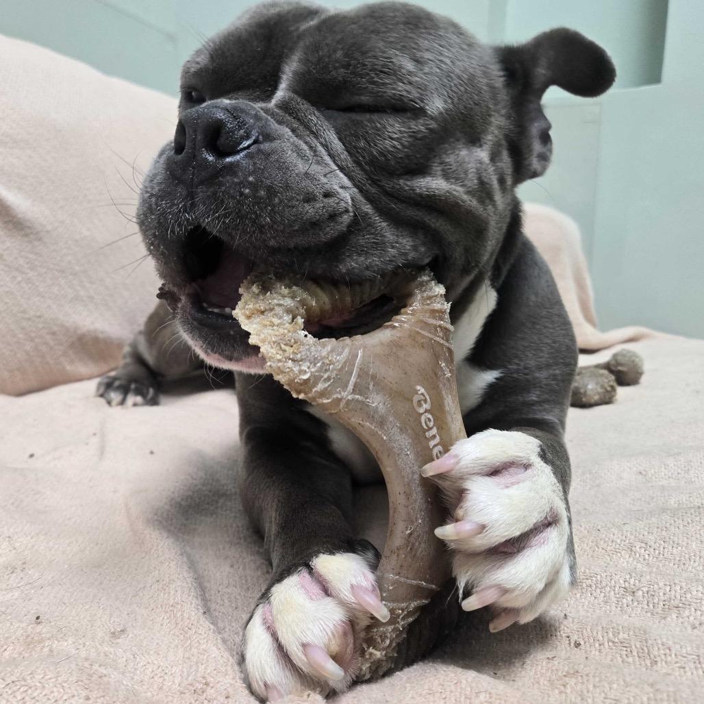 Enlarge Tennessee, a Adoptable Mixed Breed in Skokie, IL image 2/6