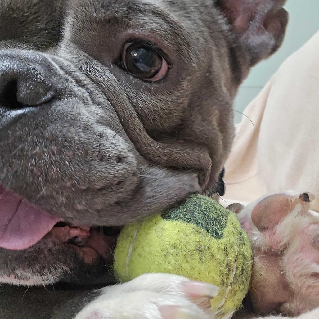 Enlarge Tennessee, a Adoptable Mixed Breed in Skokie, IL image 3/6