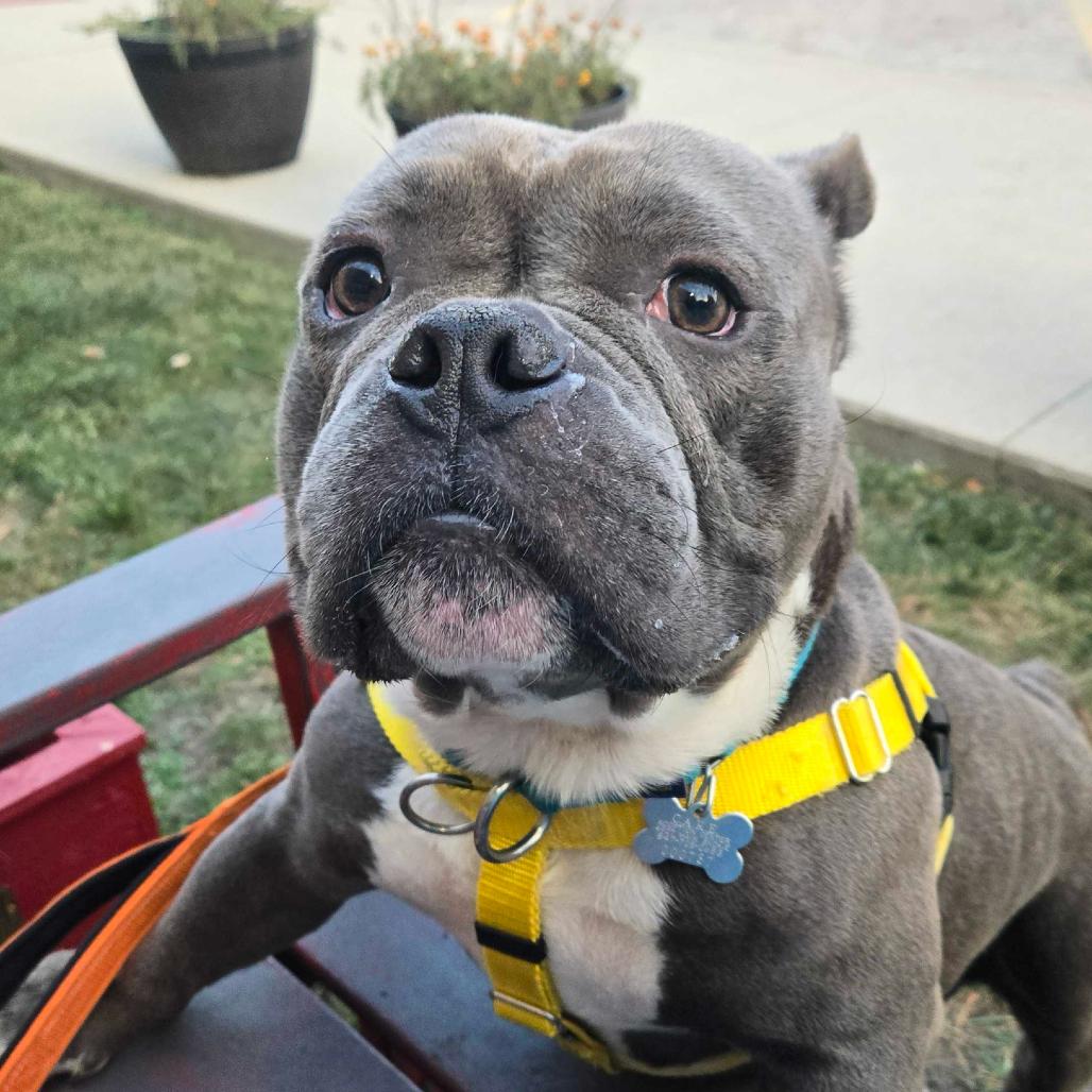 Enlarge Tennessee, a Adoptable Mixed Breed in Skokie, IL image 4/6