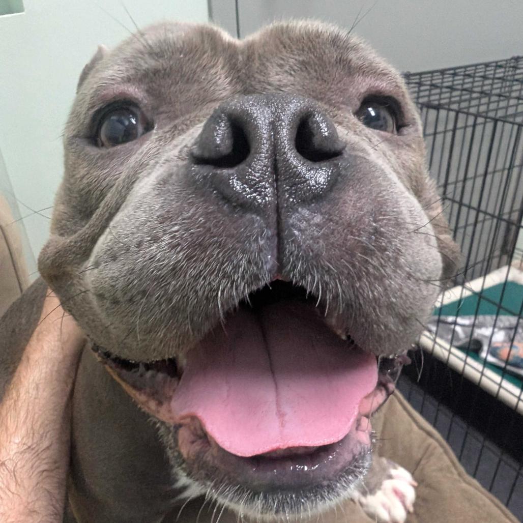 Enlarge Tennessee, a Adoptable Mixed Breed in Skokie, IL image 5/6