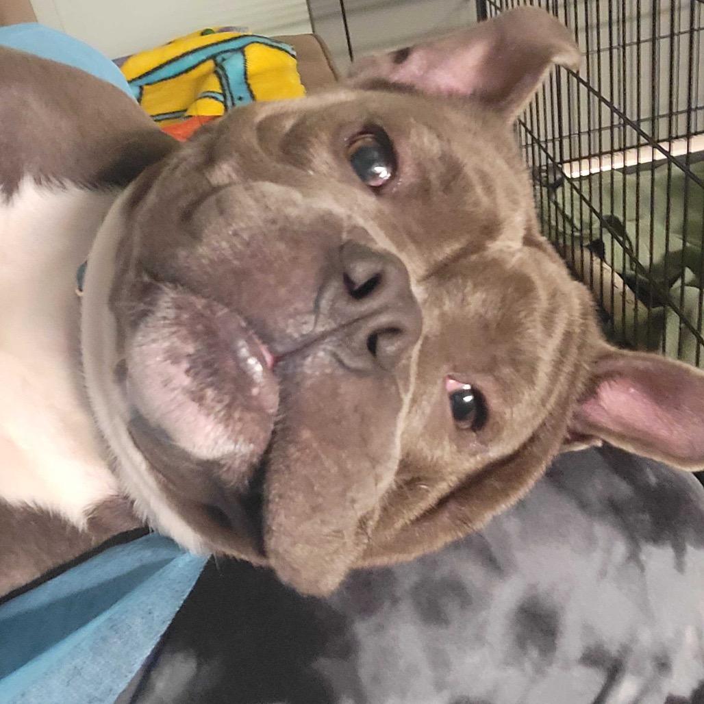 Enlarge Tennessee, a Adoptable Mixed Breed in Skokie, IL image 6/6