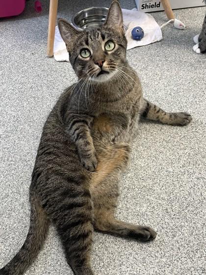 Beanie Boo, Adoptable, Adult Male Domestic Short Hair & Domestic Short Hair.