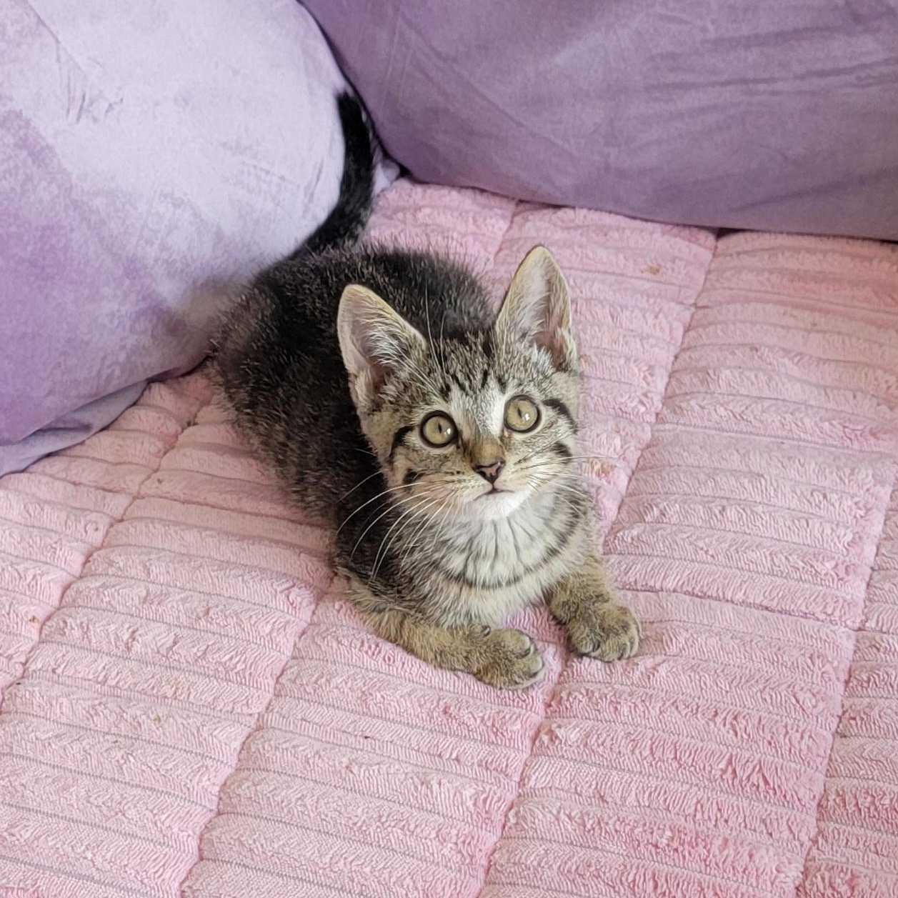 Enlarge Chewy, a ADOPTABLE Tabby in Wyandotte, MI image 5/6