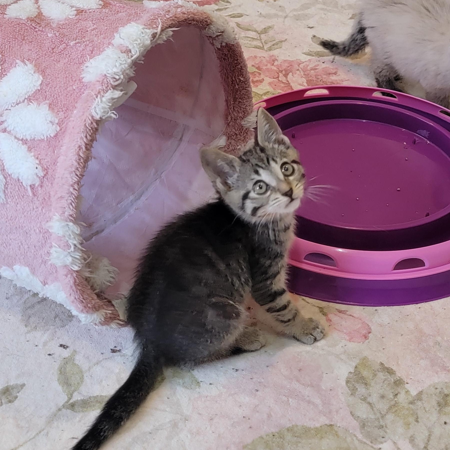 Enlarge Chewy, a ADOPTABLE Tabby in Wyandotte, MI image 2/6