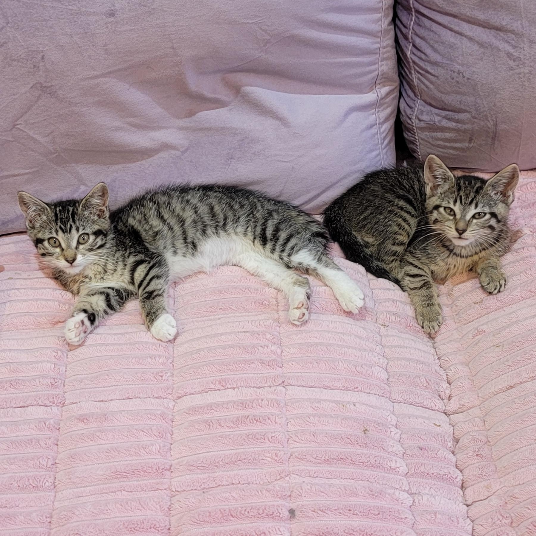 Enlarge Chewy, a ADOPTABLE Tabby in Wyandotte, MI image 3/6