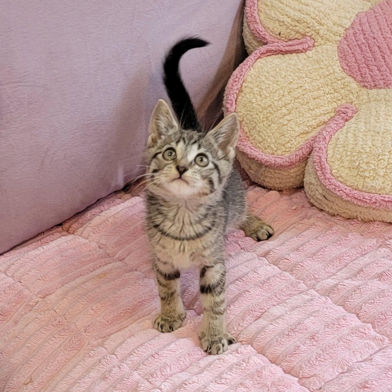 Chewy, ADOPTABLE, Kitten Male Tabby.