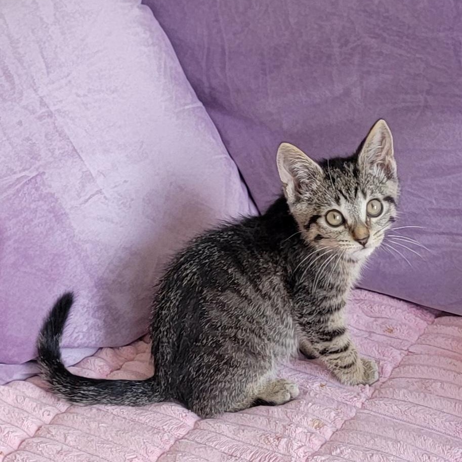 Enlarge Chewy, a ADOPTABLE Tabby in Wyandotte, MI image 6/6