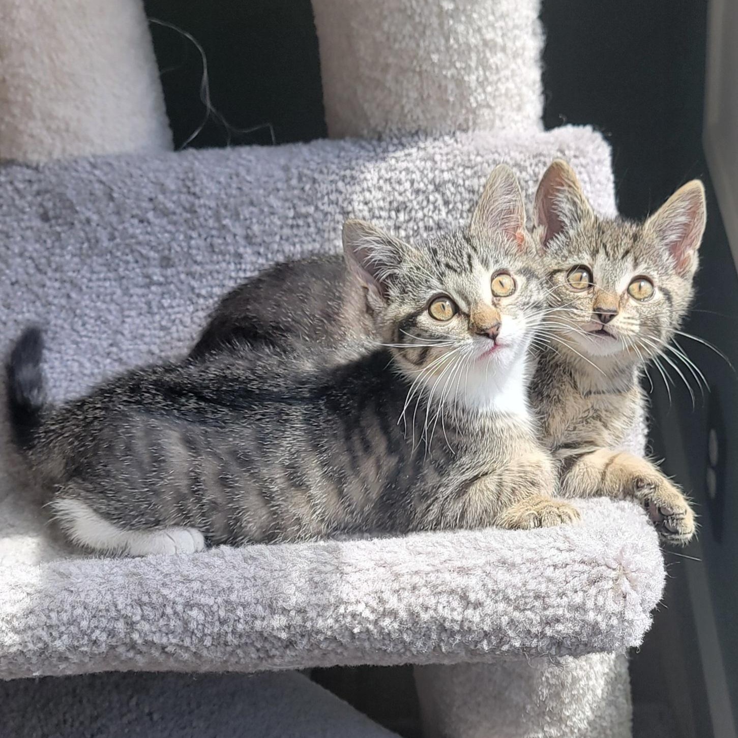 Enlarge Chewy, a ADOPTABLE Tabby in Wyandotte, MI image 4/6