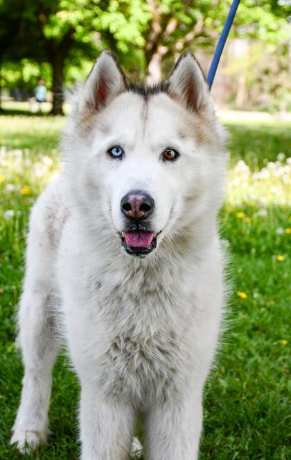 Max, Adoptable, Adult Male Siberian Husky & Samoyed.