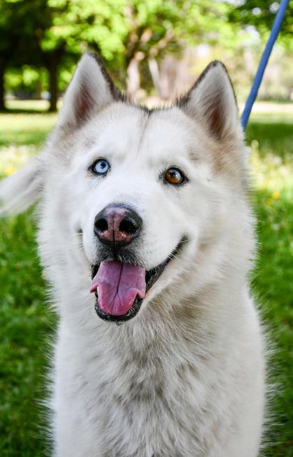 Enlarge Max, a Adoptable mixed breed in Yakima, WA image 2/3